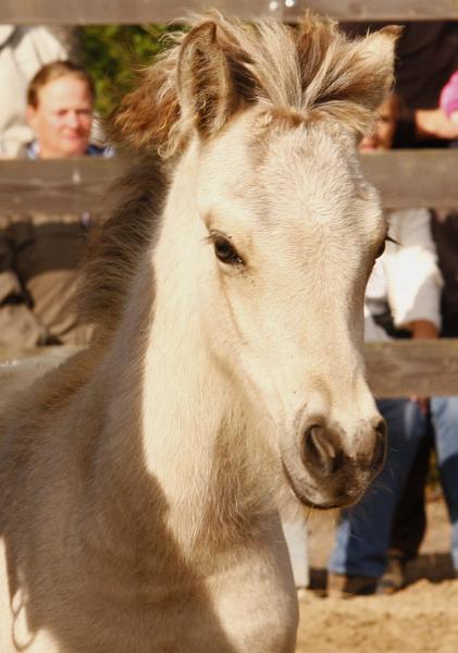 Molda von Heidmoor c.jpg